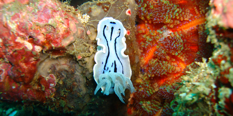 Researchers say the number of existing species, including the striped sea slug (above), is between 3 million and 5 million, of which 1.5 million have been named. Photo / Supplied