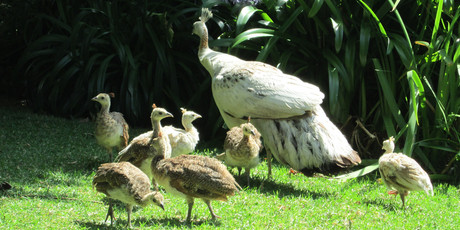 Child-friendly grounds offer the opportunity for close encounters with feathered friends. Photo / Scott Robertson