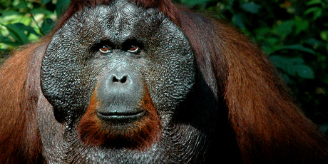 Doyok, a 28-year-old male orangutan at Pondok Tangui in Borneo. Photo / Ann Huston, HOS