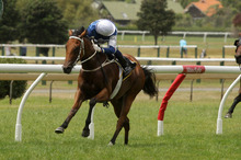Ruud Awakening is in great shape to tackle the $1 million race at Ellerslie tomorrow. Photo / Supplied 