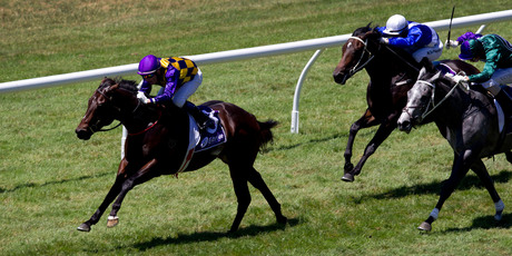 Gobi Ranger will be chasing a hat-trick at Ellerslie on Sunday in the Karaka Million. Photo / Sarah Ivey