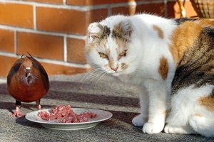 The problem is that it's rubbish. Unless you are in the habit of sealing that cat-flap at sunset, your cat is out much of the night, ranging over an area of more than 50ha killing for recreation. Photo / APN