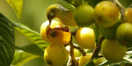 Loquat trees cope reasonably well in New Zealand's climate. Photo / NZ Herald
