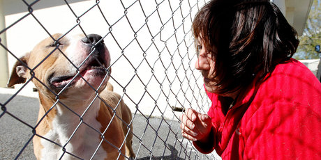 Carolyn King visits American staffordshire Jimbo. Last year she won a High Court appeal to save her pet. Photo / Christine Cornege