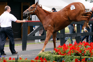 A chesnut filly plays up before heading into the parade ring at the Karaka Sales. Photo / Sarah Ivey