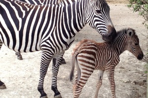 The mother and foal are doing well. Photo / Supplied