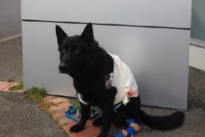 RECOVERING: Police dog Gus is progressing well and unlikely to need surgery. PHOTO/SUPPLIED