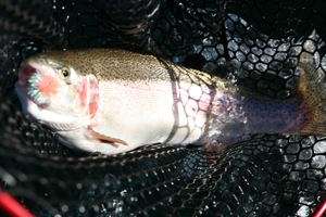 Always net fish head-first, when they are lying on the water's surface.
