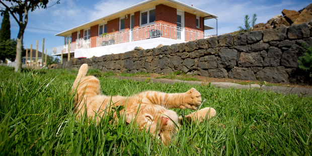 Timmy the cat enjoys an overgrown berm on Blakey Street, Onehunga. Photo / Sarah Ivey