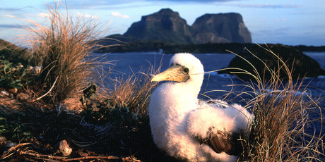 Get up close to the wild birds of Lord Howe. Photo / Tourism New South Wales