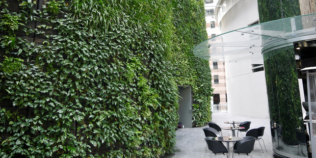 A large public green wall. Photo / Ben Crawford