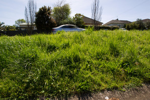Pockets of streetscapes in the old Auckland City are now looking more like rural Rodney roads. Photo / Sarah Ivey