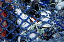 The new fishing system is designed to reduce injury and death caused to unwanted bycatch in traditional nets such as this one.