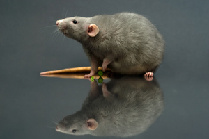 Rats have been eliminated on several smaller islands. Photo / Getty Images