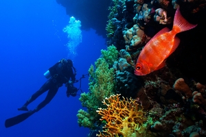 Diving is a great way to see ocean wildlife.