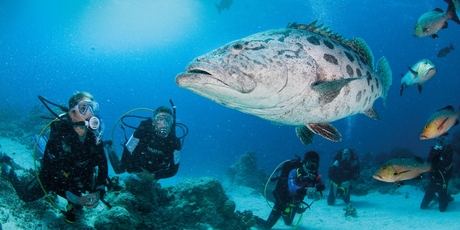The coral reefs at Lord Howe are a haven for divers and snorkelters.