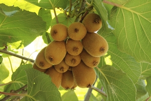 Kiwifruit workers have found employment elsewhere because of the reduction in fruit volumes.