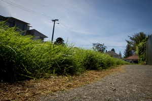 The great berm debate has put council members on the spot. Photo / Sarah Ivey