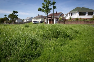 After extensive media coverage of Auckland's unmown grass verges, there was a pick-up in voting. Photo / Sarah Ivey