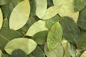 Coca Leaf. Photo / Thinkstock