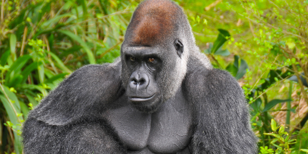 Photo / Thinkstock
