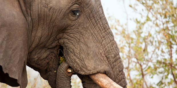 Photo / Thinkstock