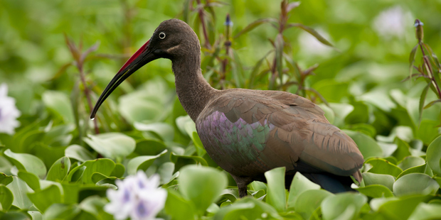 A hadeda nickname is "la-di-da," a poke at what some view as the hoity-toity airs of suburbanites who share their green spaces with the bird. Photo / Thinkstock
