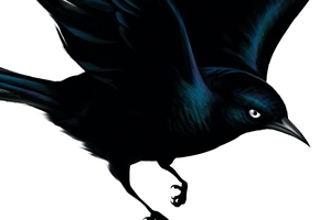 Album cover for Blackbird by Fat Freddy's Drop.