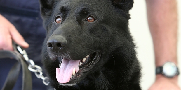 Police dog Gus is looking forward to getting back on the beat. Photo / Michael Cunningham