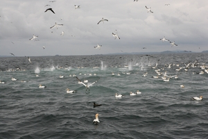 The diving gannets are a magnet for fishermen.