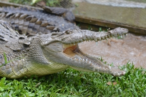 Crocodile carcasses missing their tails have been seen floating down rivers in Jamaica, as the protected species' numbers dwindle. Photo / AP
