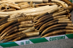 These tusks got as far as Hong Kong before they were seized. Photo / AP