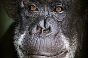 Janie the chimpanzee has died at Auckland Zoo.