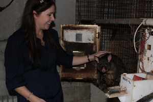 Waikato University psychology PhD student Kristie Cameron has been working with possums to determine their food preferences, and how hard they'll work for different types of food.