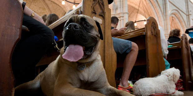 Dogs at the annual SPCA Auckland Blessing of the Animals, held at St Matthew-In-The-City. Photo / Brett Phibbs
