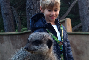 Henry meets a meerkat. Photo / Danielle Wright