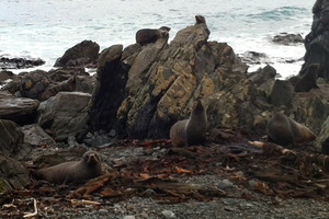 Seals bask on the rocks. Photo / Danielle Wright