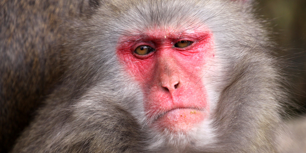 Photo / Thinkstock
