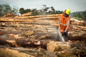 There have been seven fatalities this year in forestry. Photo / Natalie Slade
