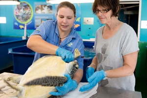Reef HQ's turtle hospital. Photo / Greg Bowker