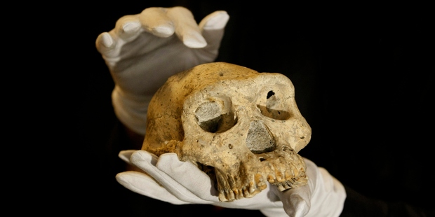 David Lordkipanidze, director of the Georgia National Museum, holds a pre-human skull found in the ground at the medieval village Dmanisi. Photo / AP