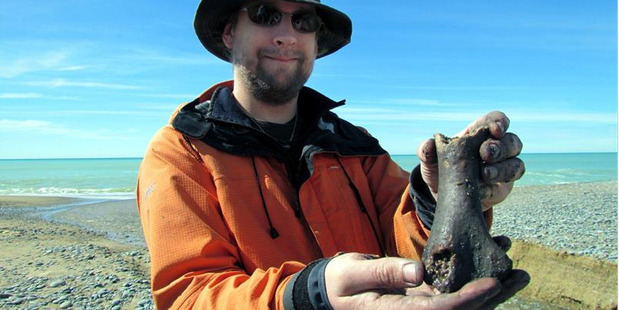 University of Otago zoology department research fellow Dr Nic Rawlence displays a partial femur from an extinct moa, found at Awamoa Creek, yesterday. Photo / Andrew Ashton: ODT