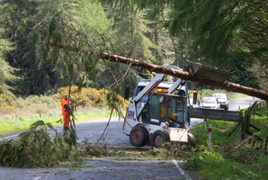 A tree fell down on Tarawera Rd