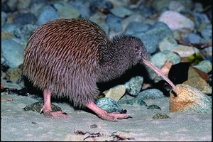 The veterinarian team at Massey University had tried all it could to save the injured kiwi.