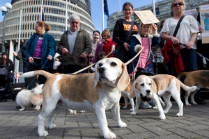 Animal welfare advocates with dogs rescued from animal testing laboratories. Photo / Mark Mitchell