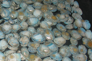 Three people have been found guilty of poaching paua and kina from Te Angiangi Reserve.