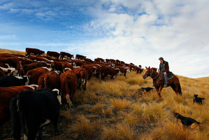 There is plenty of empty space in the South Island, but also more than a million people. File photo / Sarah Ivey