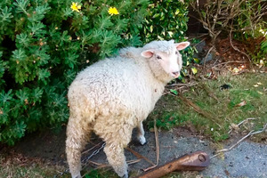 Larry the lamb was bashed to death then burnt by two Dunedin teenagers who have been jailed for their actions.