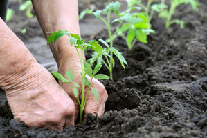 Compost, potting mix and garden soils often contain the bacteria which cause Legionnaires' disease.Photo / Thinkstock