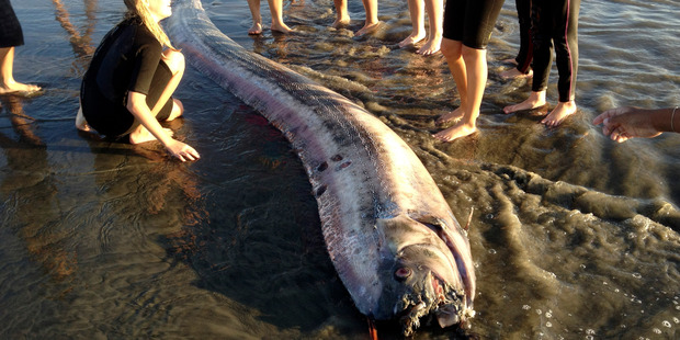 This rare, snakelike oarfish washed up on the beach near Oceanside, California. Photo / AP